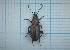  ( - Carabidae 060)  @11 [ ] CreativeCommons  Attribution Share-Alike (2021) Lucija Seric Jelaska University of Zagreb, Faculty of Science, Department of Biology
