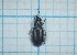  ( - Carabidae 094)  @11 [ ] CreativeCommons  Attribution Share-Alike (2021) Lucija Seric Jelaska University of Zagreb, Faculty of Science, Department of Biology