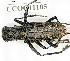  (Monochamus rosenmuelleri - CCOC11105_0101)  @11 [ ] CreativeCommons  Attribution Non-Commercial Share-Alike (2023) Carlos Lopez Vaamonde Institut National de la Recherche Agronomique, Zoologie Forestiere