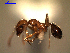  (Pheidolini - MACN-Bar-Ins-ct 04610)  @14 [ ] Copyright (2012) MACN Museo Argentino de Ciencias Naturales "Bernardino Rivadavia"