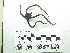  (Ophioderma hendleri - Ohe_EQU5407)  @11 [ ] by-nc-sa (2018) Invemar Invemar-BEM