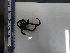  (Ophioderma teres - Ote_INVEQU4191)  @11 [ ] Unspecified (default): All Rights Reserved (2025) Invemar Invemar-BEM