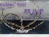  (Ophionereis annulata - Oan_INVEQU4205)  @11 [ ] Unspecified (default): All Rights Reserved (2025) Invemar Invemar-BEM