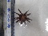  ( - Eth_INVEQU4218)  @11 [ ] Unspecified (default): All Rights Reserved (2025) Invemar Invemar-BEM