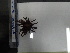  ( - Eth_INVEQU4295)  @11 [ ] Unspecified (default): All Rights Reserved (2025) Invemar Invemar-BEM
