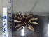  ( - Eth_INVEQU4299)  @11 [ ] Unspecified (default): All Rights Reserved (2025) Invemar Invemar-BEM