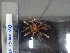  ( - Eth_INVEQU4299)  @11 [ ] Unspecified (default): All Rights Reserved (2025) Invemar Invemar-BEM