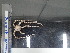  (Ophioplocus hancocki - Oha_INVEQU4382)  @11 [ ] Unspecified (default): All Rights Reserved (2025) Invemar Invemar-BEM