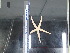  (Linckia columbiae - Lco_INVEQU4532)  @11 [ ] Unspecified (default): All Rights Reserved (2025) Invemar Invemar-BEM