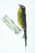  ( - 0419-I_SCC672)  @11 [ ] CreativeCommons - Attribution Non-Commercial Share-Alike (2017) Instituto de Investigacion Alexander von Humboldt (IAvH) Instituto de Investigacion Alexander von Humboldt (IAvH)