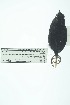  ( - 0423-I_SCC676)  @11 [ ] CreativeCommons - Attribution Non-Commercial Share-Alike (2017) Instituto de Investigacion Alexander von Humboldt (IAvH) Instituto de Investigacion Alexander von Humboldt (IAvH)