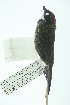  ( - 0427-I_SCC680)  @11 [ ] CreativeCommons - Attribution Non-Commercial Share-Alike (2017) Instituto de Investigacion Alexander von Humboldt (IAvH) Instituto de Investigacion Alexander von Humboldt (IAvH)