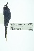  (Diglossa cyanea - 0428-I_SCC681)  @11 [ ] CreativeCommons - Attribution Non-Commercial Share-Alike (2017) Instituto de Investigacion Alexander von Humboldt (IAvH) Instituto de Investigacion Alexander von Humboldt (IAvH)