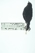  ( - 0434-I_SCC687)  @11 [ ] CreativeCommons - Attribution Non-Commercial Share-Alike (2017) Instituto de Investigacion Alexander von Humboldt (IAvH) Instituto de Investigacion Alexander von Humboldt (IAvH)
