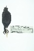  ( - 0434-I_SCC687)  @11 [ ] CreativeCommons - Attribution Non-Commercial Share-Alike (2017) Instituto de Investigacion Alexander von Humboldt (IAvH) Instituto de Investigacion Alexander von Humboldt (IAvH)