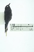  ( - 0434-I_SCC687)  @11 [ ] CreativeCommons - Attribution Non-Commercial Share-Alike (2017) Instituto de Investigacion Alexander von Humboldt (IAvH) Instituto de Investigacion Alexander von Humboldt (IAvH)