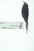  ( - 0434-I_SCC687)  @11 [ ] CreativeCommons - Attribution Non-Commercial Share-Alike (2017) Instituto de Investigacion Alexander von Humboldt (IAvH) Instituto de Investigacion Alexander von Humboldt (IAvH)
