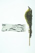  ( - 0435-I_SCC688)  @11 [ ] CreativeCommons - Attribution Non-Commercial Share-Alike (2017) Instituto de Investigacion Alexander von Humboldt (IAvH) Instituto de Investigacion Alexander von Humboldt (IAvH)