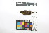  (Microbates - 0458-II_SCC729)  @11 [ ] CreativeCommons - Attribution Non-Commercial Share-Alike (2018) Instituto de Investigacion Alexander von Humboldt (IAvH) Instituto de Investigacion Alexander von Humboldt (IAvH)