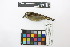  (Thamnophilus atrinucha - 0468-II_SCC739)  @11 [ ] CreativeCommons - Attribution Non-Commercial Share-Alike (2018) Instituto de Investigacion Alexander von Humboldt (IAvH) Instituto de Investigacion Alexander von Humboldt (IAvH)
