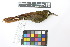  (Xiphorhynchus erythropygius - 0471-II_SCC742)  @11 [ ] CreativeCommons - Attribution Non-Commercial Share-Alike (2018) Instituto de Investigacion Alexander von Humboldt (IAvH) Instituto de Investigacion Alexander von Humboldt (IAvH)