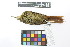  ( - 0471-II_SCC742)  @11 [ ] CreativeCommons - Attribution Non-Commercial Share-Alike (2018) Instituto de Investigacion Alexander von Humboldt (IAvH) Instituto de Investigacion Alexander von Humboldt (IAvH)