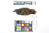  ( - 0472-II_SCC743)  @11 [ ] CreativeCommons - Attribution Non-Commercial Share-Alike (2018) Instituto de Investigacion Alexander von Humboldt (IAvH) Instituto de Investigacion Alexander von Humboldt (IAvH)