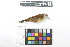  ( - 0243-III_AMC1476)  @11 [ ] CreativeCommons - Attribution Non-Commercial Share-Alike (2018) Instituto de Investigacion Alexander von Humboldt (IAvH) Instituto de Investigacion Alexander von Humboldt (IAvH)