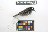  ( - 0529-III_AMC1478)  @11 [ ] CreativeCommons - Attribution Non-Commercial Share-Alike (2018) Instituto de Investigacion Alexander von Humboldt (IAvH) Instituto de Investigacion Alexander von Humboldt (IAvH)