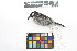  ( - 0529-III_AMC1478)  @11 [ ] CreativeCommons - Attribution Non-Commercial Share-Alike (2018) Instituto de Investigacion Alexander von Humboldt (IAvH) Instituto de Investigacion Alexander von Humboldt (IAvH)
