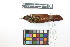  ( - 0258-III_AMC1499)  @11 [ ] CreativeCommons - Attribution Non-Commercial Share-Alike (2018) Instituto de Investigacion Alexander von Humboldt (IAvH) Instituto de Investigacion Alexander von Humboldt (IAvH)