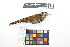  ( - 0258-III_AMC1499)  @11 [ ] CreativeCommons - Attribution Non-Commercial Share-Alike (2018) Instituto de Investigacion Alexander von Humboldt (IAvH) Instituto de Investigacion Alexander von Humboldt (IAvH)