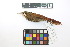  ( - 0258-III_AMC1499)  @11 [ ] CreativeCommons - Attribution Non-Commercial Share-Alike (2018) Instituto de Investigacion Alexander von Humboldt (IAvH) Instituto de Investigacion Alexander von Humboldt (IAvH)