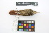  ( - 0258-III_AMC1499)  @11 [ ] CreativeCommons - Attribution Non-Commercial Share-Alike (2018) Instituto de Investigacion Alexander von Humboldt (IAvH) Instituto de Investigacion Alexander von Humboldt (IAvH)