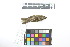  ( - 0268-III_AMC1519)  @11 [ ] CreativeCommons - Attribution Non-Commercial Share-Alike (2018) Instituto de Investigacion Alexander von Humboldt (IAvH) Instituto de Investigacion Alexander von Humboldt (IAvH)