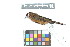  ( - 0576-III_AMC1569)  @11 [ ] CreativeCommons - Attribution Non-Commercial Share-Alike (2018) Instituto de Investigacion Alexander von Humboldt (IAvH) Instituto de Investigacion Alexander von Humboldt (IAvH)