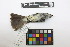  ( - 0252-III_AMC1490)  @11 [ ] CreativeCommons - Attribution Non-Commercial Share-Alike (2018) Instituto de Investigacion Alexander von Humboldt (IAvH) Instituto de Investigacion Alexander von Humboldt (IAvH)