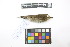  ( - 0813-IV_IAvH-A-16262)  @11 [ ] CreativeCommons - Attribution Non-Commercial Share-Alike (2018) Instituto de Investigacion Alexander von Humboldt (IAvH) Instituto de Investigacion Alexander von Humboldt (IAvH)