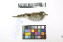  ( - 0857-IV_IAvH-A-16308)  @11 [ ] CreativeCommons - Attribution Non-Commercial Share-Alike (2018) Instituto de Investigacion Alexander von Humboldt (IAvH) Instituto de Investigacion Alexander von Humboldt (IAvH)