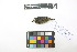  ( - 0859-IV_IAvH-A-16310)  @11 [ ] CreativeCommons - Attribution Non-Commercial Share-Alike (2018) Instituto de Investigacion Alexander von Humboldt (IAvH) Instituto de Investigacion Alexander von Humboldt (IAvH)