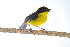  ( - 0399-I_SCC652)  @11 [ ] CreativeCommons - Attribution Non-Commercial Share-Alike (2017) Instituto de Investigacion Alexander von Humboldt (IAvH) Instituto de Investigacion Alexander von Humboldt (IAvH)