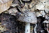  (Amanita sororcula - 0344-I_NVE-BD1)  @11 [ ] CreativeCommons - Attribution Non-Commercial Share-Alike (2017) Natalia Vargas Universidad de los Andes