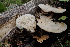  ( - 0359-I_NVE-BS2)  @11 [ ] CreativeCommons - Attribution Non-Commercial Share-Alike (2017) Natalia Vargas Universidad de los Andes