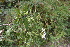  ( - 0022-I_HMC18843)  @11 [ ] CreativeCommons - Attribution Non-Commercial Share-Alike (2017) Instituto de Investigacion Alexander von Humboldt (IAvH) Instituto de Investigacion Alexander von Humboldt (IAvH)