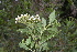  ( - 0033-I_HMC18855)  @11 [ ] CreativeCommons - Attribution Non-Commercial Share-Alike (2017) Instituto de Investigacion Alexander von Humboldt (IAvH) Instituto de Investigacion Alexander von Humboldt (IAvH)