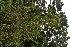  ( - 0033-I_HMC18855)  @11 [ ] CreativeCommons - Attribution Non-Commercial Share-Alike (2017) Instituto de Investigacion Alexander von Humboldt (IAvH) Instituto de Investigacion Alexander von Humboldt (IAvH)