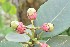 (Clusia schomburgkiana - 0157-I_HMC19001)  @11 [ ] CreativeCommons - Attribution Non-Commercial Share-Alike (2017) Instituto de Investigacion Alexander von Humboldt (IAvH) Instituto de Investigacion Alexander von Humboldt (IAvH)