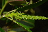  ( - 0041-I_HMC18863)  @11 [ ] CreativeCommons - Attribution Non-Commercial Share-Alike (2028) Instituto de Investigacion Alexander von Humboldt (IAvH) Instituto de Investigacion Alexander von Humboldt (IAvH)