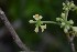  (Daphnopsis americana - 0161-I_HMC19005)  @11 [ ] CreativeCommons - Attribution Non-Commercial Share-Alike (2017) Instituto de Investigacion Alexander von Humboldt (IAvH) Instituto de Investigacion Alexander von Humboldt (IAvH)