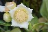  (Clusia multiflora - 0164-I_HMC19008)  @11 [ ] CreativeCommons - Attribution Non-Commercial Share-Alike (2017) Instituto de Investigacion Alexander von Humboldt (IAvH) Instituto de Investigacion Alexander von Humboldt (IAvH)